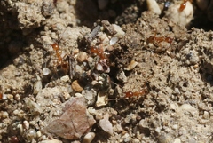 Pheidole hyatti