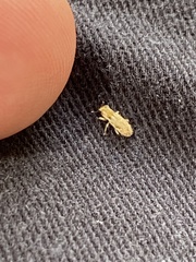 Microlarinus lypriformis