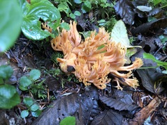 Ramaria largentii