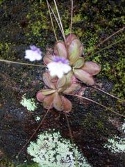 Pinguicula emarginata