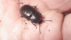 Adelium abbreviatum