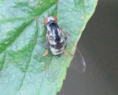 Polyporivora picta