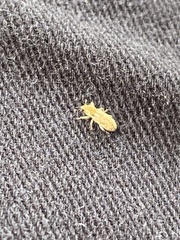 Microlarinus lypriformis