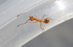 Pheidole hyatti
