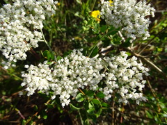 Eriogonum multiflorum