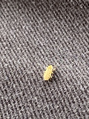 Microlarinus lypriformis