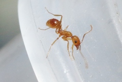 Pheidole hyatti