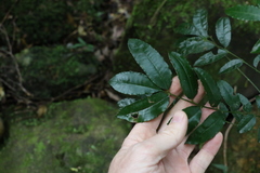 Zanthoxylum brachyacanthum