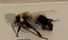 Bombus impatiens