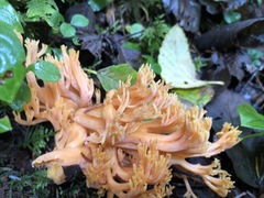 Ramaria largentii