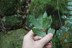 Zanthoxylum brachyacanthum