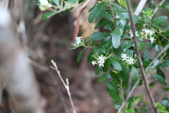 Leionema elatius beckleri