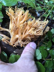 Ramaria largentii