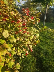Viburnum opulus