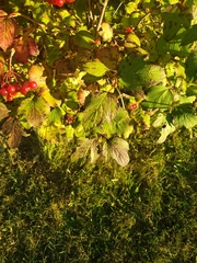 Viburnum opulus