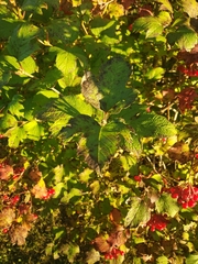 Viburnum opulus