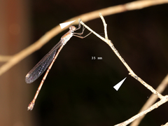 Indolestes tenuissimus