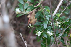 Leionema elatius beckleri