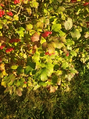 Viburnum opulus