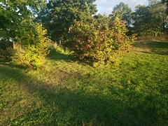 Viburnum opulus