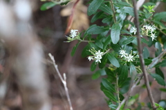 Leionema elatius beckleri