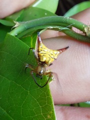 Micrathena acuta