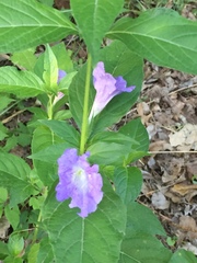 Ruellia strepens