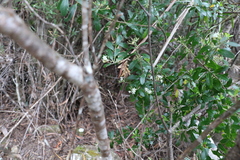 Leionema elatius beckleri