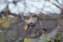 Passer domesticus