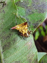 Micrathena acuta