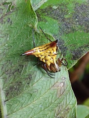 Micrathena acuta