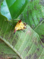 Micrathena acuta