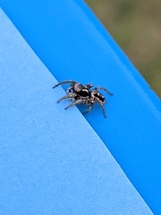 Habronattus