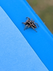 Habronattus