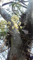 Trichocentrum stramineum