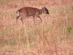 Philantomba maxwellii