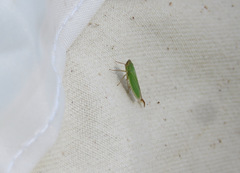 Draeculacephala angulifera