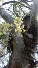 Trichocentrum stramineum