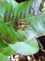 Micrathena acuta