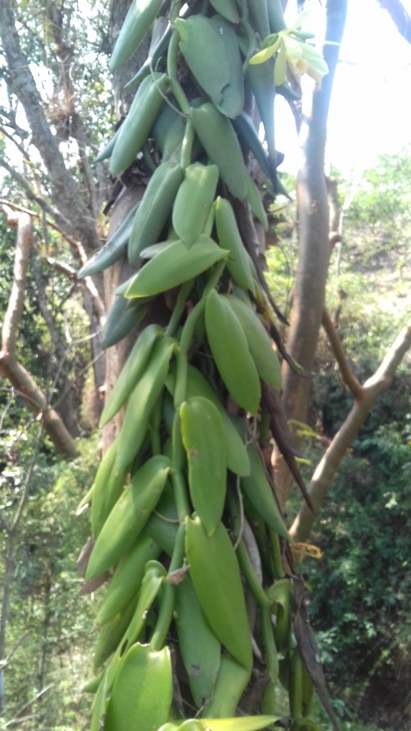 vanilla orchid tribe
