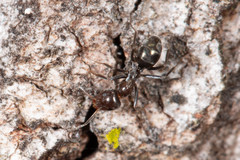 Iridomyrmex rufoniger
