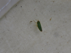 Draeculacephala angulifera