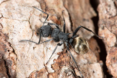 Polyrhachis erato