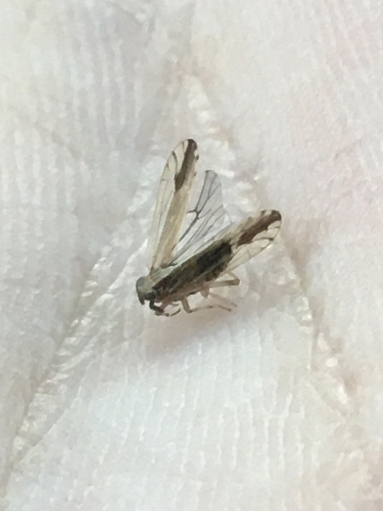 Perkinsiella