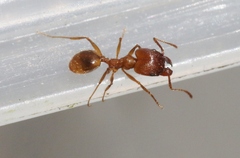 Pheidole hyatti