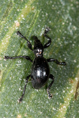 Rhynolaccus formicarius