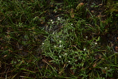 Asclepias perennis image