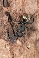 Polyrhachis erato