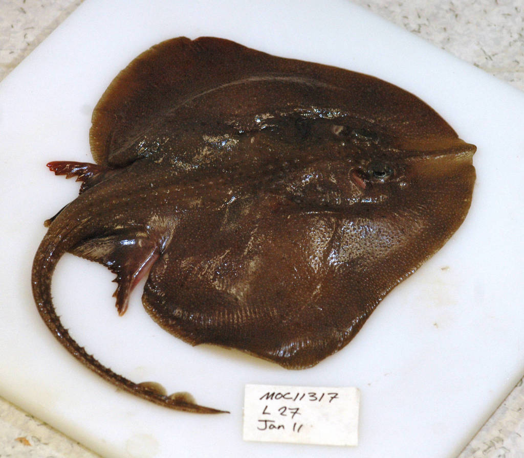 Blacknose Skate