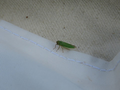 Draeculacephala angulifera